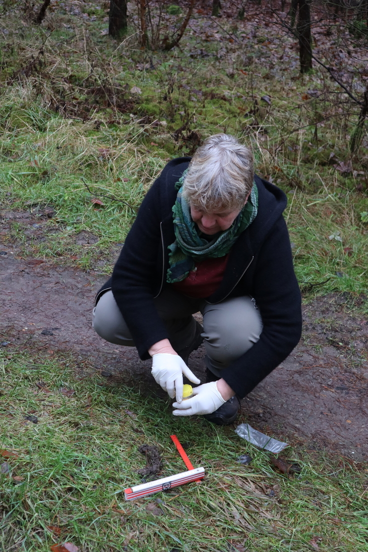 Die Wolfsberaterin Ulrike Kruse beim Sammeln von Losungsproben, um das Niedersächsische Wolfsmonitoring zu unterstützen.