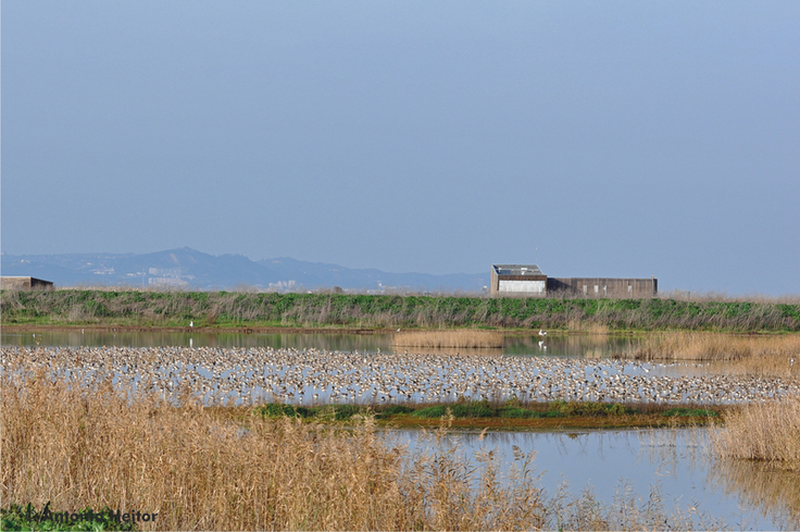 Viele in Mitteleuropa brütende Uferschnepfen nutzen die Wattflächen und angrenzenden Reisfelder im Tejo-Delta nahe Lissabon als Zwischenrastgebiet auf dem Weg in die westafrikanischen Wintergebiete und im Frühjahr auf dem Weg zurück in die Brutgebiet