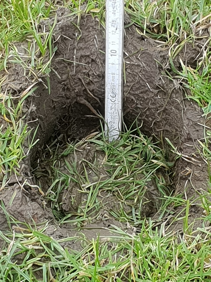 Vom Weg abgekommen: Immer wieder stoßen die Küstenschützer wie hier am Ostdeich Langeoog auf Beschädigungen der wertvollen Grasnarbe (Bild: Julius/NLWKN).