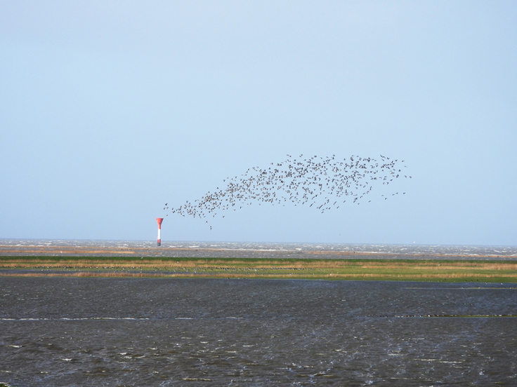 Für Zugvögel wie diesen Schwarm Weißwangengänse bieten die nach Sturmfluten temporär entstehenden Flachwasser- und Feuchtbiotope wertvolle Möglichkeiten zur Nahrungsaufnahme und Rast.