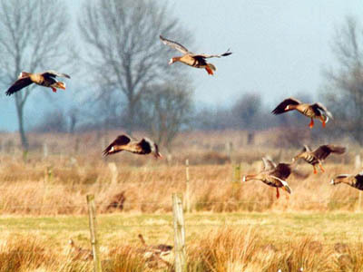 Greenland white-fronted geese arriving at lowland area