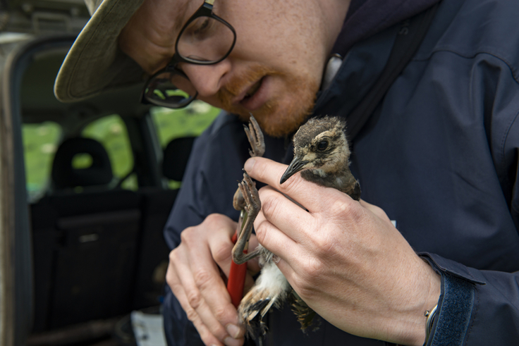 Christopher Marlow beringt für die Staatliche Vogelschutzwarte Niedersachsen einen jungen Kiebitz.