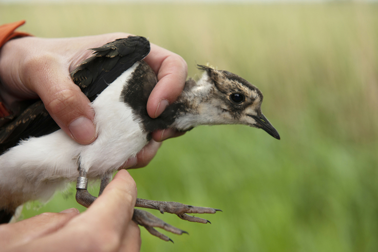 Dieser junge Kiebitz wurde im Rahmen des EU-Projekts LIFE IP GrassBirdHabitats beringt. Gemeinsam ziehen Jung- und Altvögel der gefährdeten Art zum Überwintern nach Nordwesteuropa z.B. nach Frankreich, wo sie jedoch bejagt werden können.
