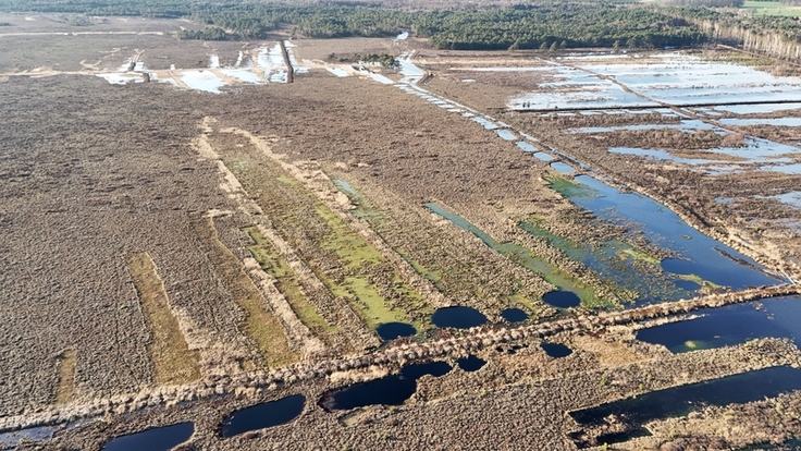 Winterliche Wasserhöchststände – auch dank der bereits durchgeführten Arbeiten: Im nördlichen Bissendorfer Moor wird das Regenwasser hinter den neu geschaffenen Dammlinien zurückgehalten (Foto: Marcel Hollenbach, Region Hannover).