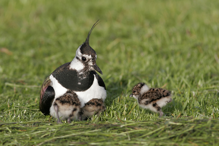 Der Kiebitz ist Vogel des Jahres – wie es um den Schutz der bedrohten Art in Ostfriesland steht, erfahren Interessierte kostenlos im Rahmen von zwei Veranstaltungen der Naturschutzstation Ems (Bild: Thorsten Krüger).