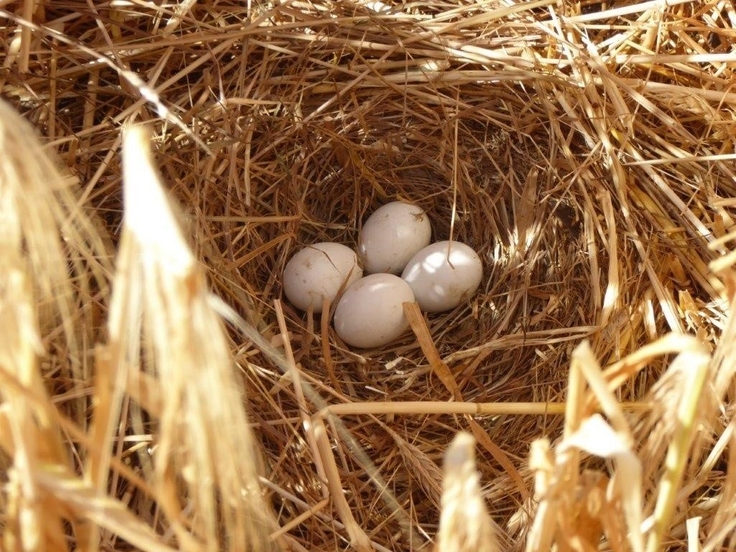 Ein nicht selten verhängnisvolles Bett im Kornfeld: Das Nest der Weisenweihe.