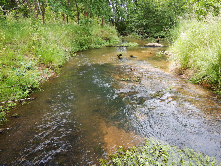 In der Schunter wurde östlich von Braunschweig unter anderem eine Kiesschwelle eingebaut, um die Revitalisierung des Gewässers zu fördern (Foto: Wolff, NLWKN).