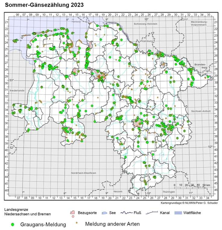 Sommergänse-Zählung 2023: Graugans