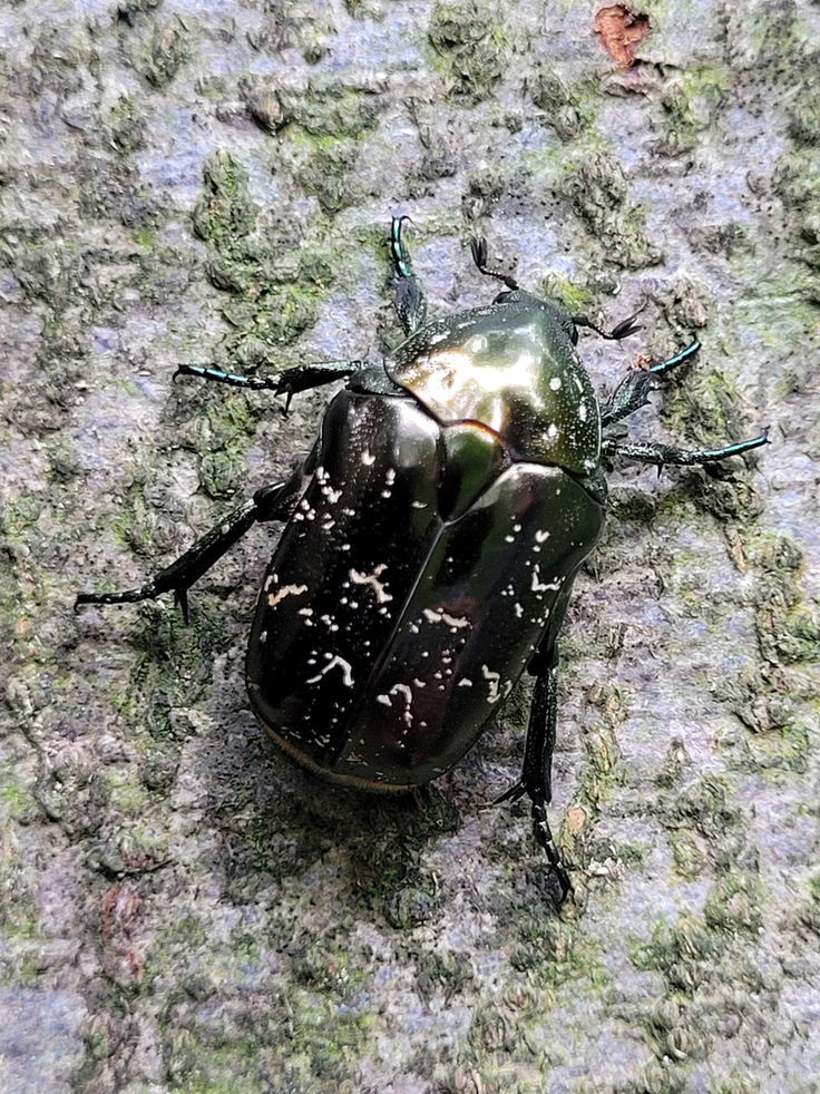 Der Bronzegrüne Rosenkäfer wurde erst wenige Male in Niedersachsen nachgewiesen (Foto: Walter Wimmer/NLWKN).