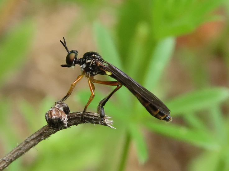 Durch die dicken ersten Fußglieder an den Hinterbeinen ist die recht kleine Zierliche Habichtsfliege gut zu erkennen. Sie wurde zuvor nur zweimal in Niedersachsen beobachtet (Foto: Walter Wimmer/NLWKN).
