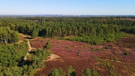 Blick in die Bornberg Heide