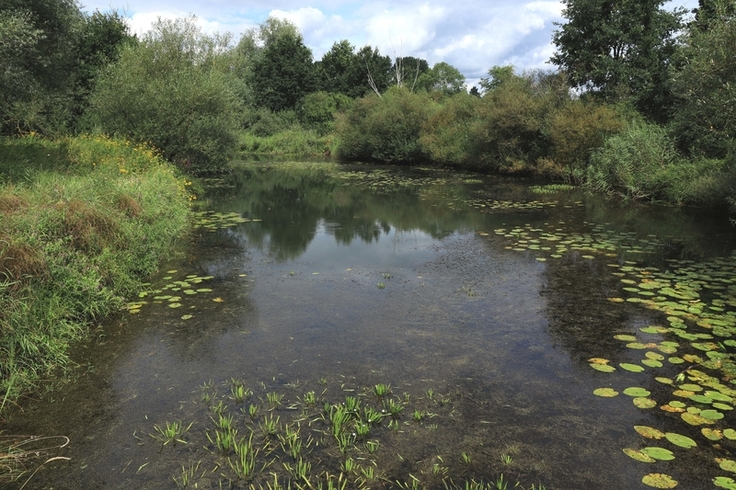 Naturnahe Altgewässer gehören zu den stark gefährdeten Biotoptypen in Niedersachsen. Ursachen sind unter anderem übermäßige Nährstoffeinträge aus umliegenden Flächen (Bild: Olaf von Drachenfels).