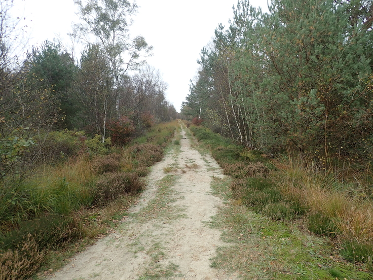 Ein Sandweg zwischen den Bäumen. Links und rechts stehen Bäume, unter anderem Fichten und Birken (Foto: Tom Kutter/NLWKN).