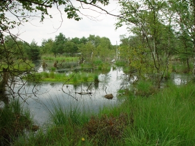 Vernässter Bereich