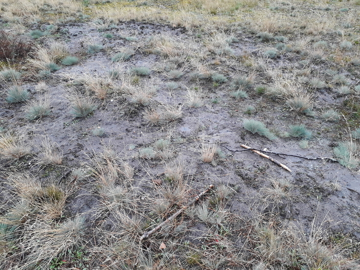 Offene Grasflächen mit Silbergras und Straußgras auf Binnendünen – FFH-Lebensraumtyp 2330 (Foto: Leonie Brasch, NLWKN Lüneburg)