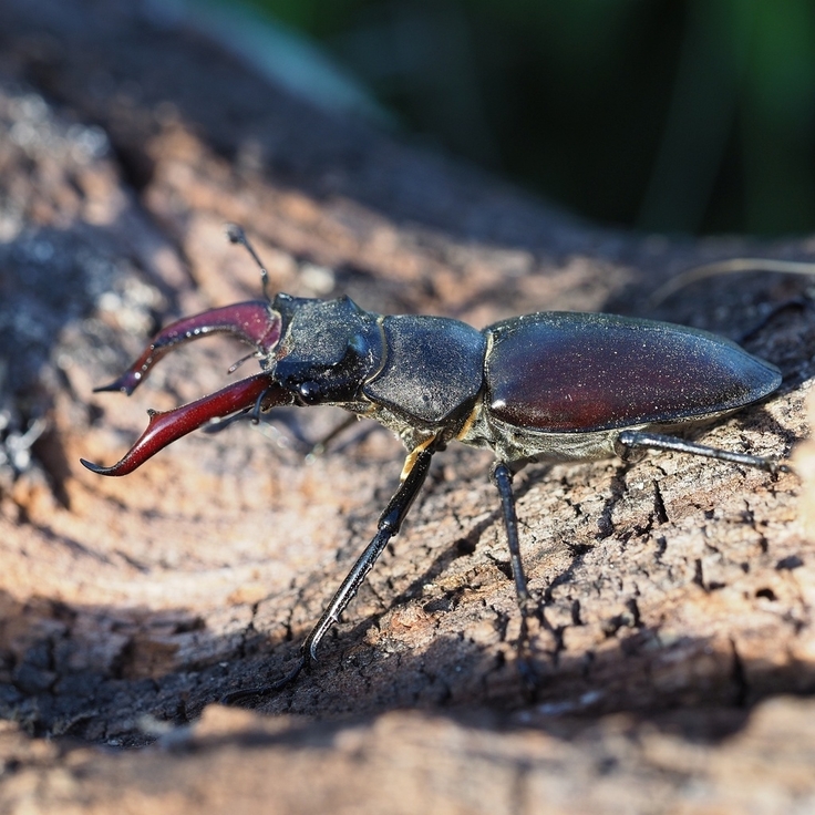 Der Hirschkäfer mit seinem unverwechselbaren Merkmal – dem hirschgeweihartig vergrößerten Oberkiefer (Foto: Jakob Fahr/ NLWKN).