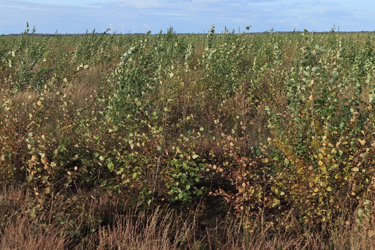 Nach dem großen Moorbrand in der Tinner Dose verdrängen Birken und Zitterpappeln die natürliche Moorvegetation (Bild: Olaf von Drachenfels).