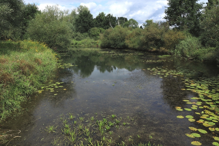 Naturnahe Altgewässer gehören zu den stark gefährdeten Biotoptypen in Niedersachsen. Ursachen sind unter anderem übermäßige Nährstoffeinträge aus umliegenden Flächen (Bild: Olaf von Drachenfels).