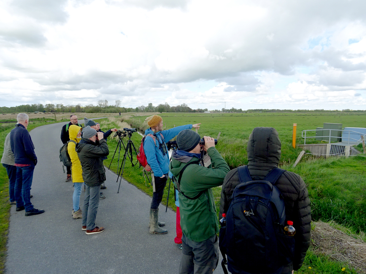 Wie funktioniert Kiebitzschutz in der Fläche? Dieser Frage ging die Exkursion im Rahmen der Kiebitztage am Großen Meer im Landkreis Aurich nach. Foto: Joachim Schwane