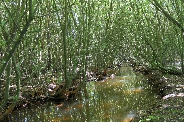 2021 präsentiert sich derselbe Abschnitt der Melstruper Beeke, an dem auch das biologische Monitoring erfolgte, sichtbar verändert (Bild: Damm-Böcker/NLWKN).