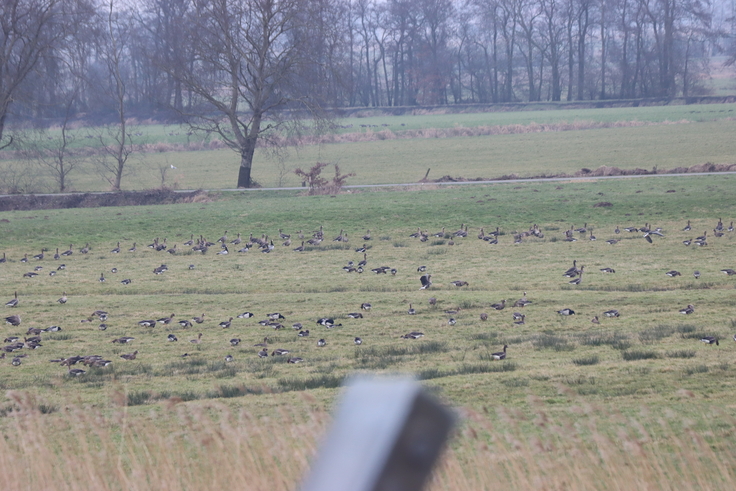 Kleines Suchbild zum Abschluss: Wo auf diesem Bild versteckt eine der beiden Rothalsgänse, die bei der Exkursion beobachtet wurden?
