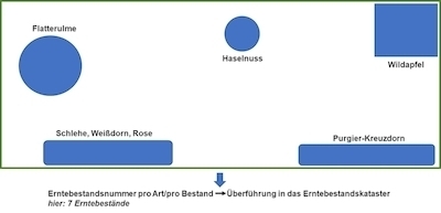 Schematische Abbildung eines Waldes mit potenziellen Erntebeständen. Diese werden unter der Vergabe einer Erntebestandsnummer in das Erntebestandskataster überführt.