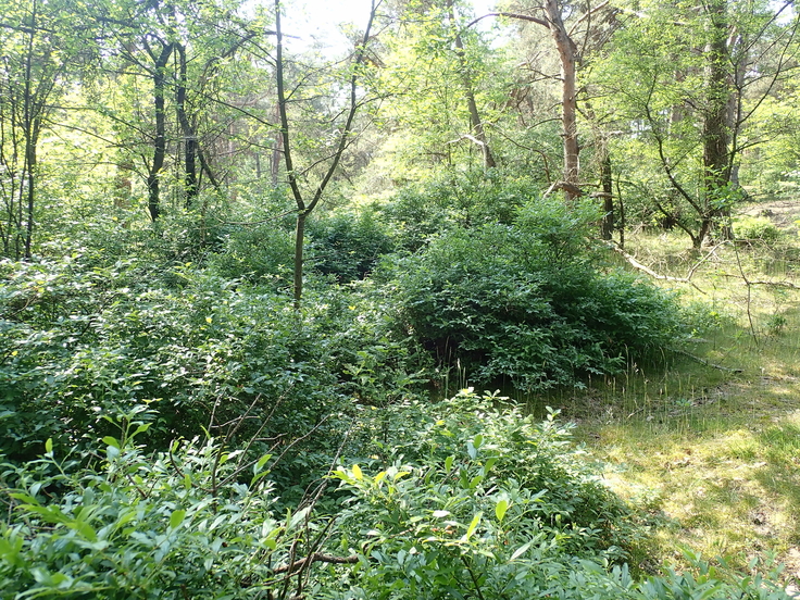 Ohne Eingriff des Menschen lassen invasive Spätblühende Traubenkirsche und Kulturheidelbeere die offenen Lebensräume im Naturschutzgebiet Itterbecker Heide verschwinden. Daher wurden diese beiden Arten aus der Fläche entfernt (Foto: Leonie Braasch/NL