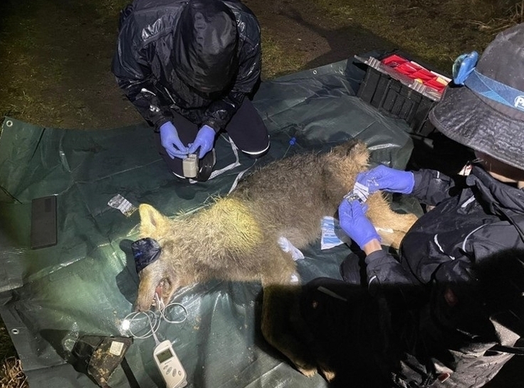 Besenderungsarbeiten an gefangenem Wolf