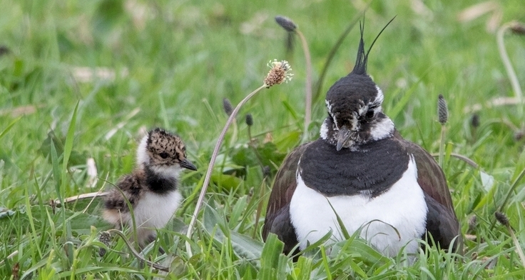Kiebitz mit Küken. Eines der wichtigsten Ziele im Wiesenvogelschutz sind ausreichende Bruterfolge.