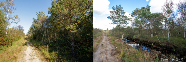 Der lichte Randbereich des Hauptweges im Holler- und Wittemoor wurde verbreitert, damit die Schlingnatter einen größeren, geeigneten Lebensraum zur Verfügung hat (Foto: Tammo Gerdes-Röben).