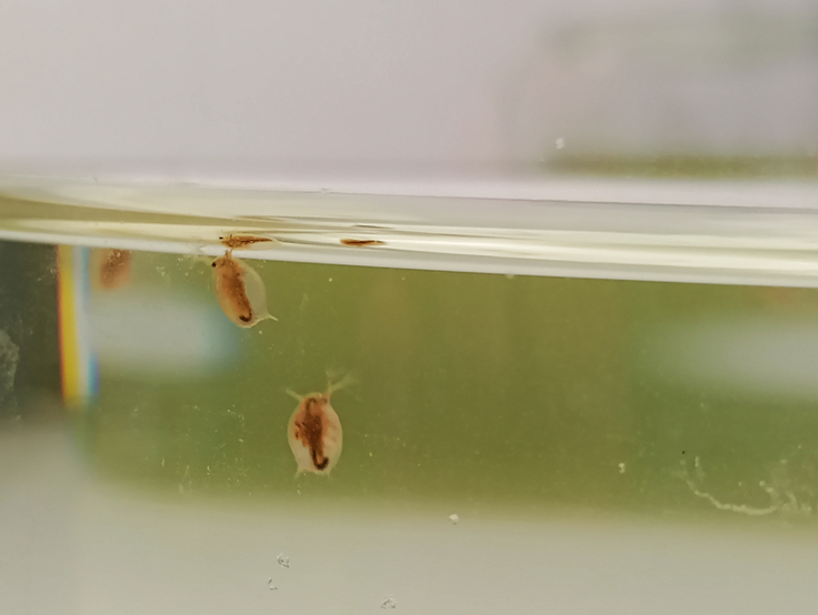 Zwei Daphnien, eine Gattung von Krebstieren, in einer Testlösung in der Ökotoxikologie im Labor in Hildesheim. Beim sogenannten „Daphientest“ wird geschaut, wie die Tierchen auf Proben reagieren (Bild: Neumann/NLWKN)