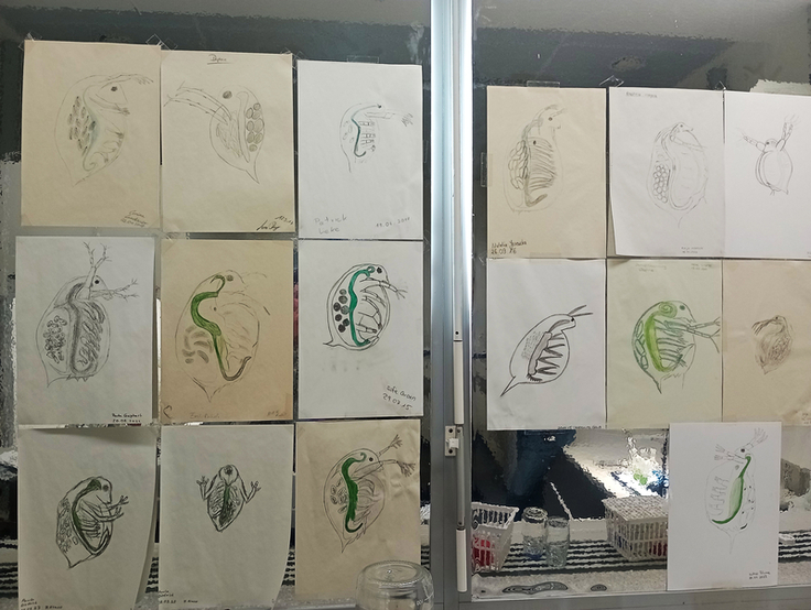 Zeichnungen von Daphien im Labor in Hildesheim. Die Krebstierchen werden als Kleinstorganismen dort in der Ökotoxikologie bei Tests genutzt. (Foto: Lisa Neumann/NLWKN)
