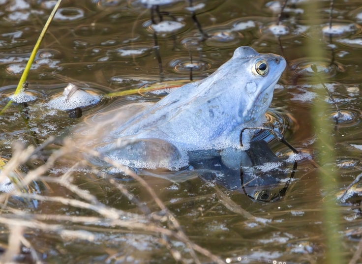 Blau vor Liebe: Im Otternhagener Moor gibt es seit Jahren Bereiche mit Moorfrosch-Vorkommen. Nach der Wiedervernässung ist erstmalig auch im Bereich Moorerlebnispfad in Resse eine größere Anzahl balzender Tiere beobachtet worden (Bild: Felix Schramm)