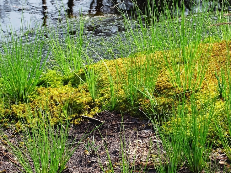 An und in offenen Moorlöchern, z.B. den Entnahmekuhlen aus dem Dammbau im Otternhagener Moor, siedeln sich spontan Torfmoose und andere moortypische Pflanzen an (Bildrechte: Jens Fahning, NLWKN).