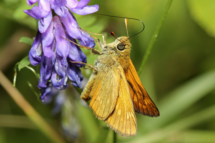 Anspruchsvoll und deshalb selten zu finden: Der Rostfarbige Dickkopffalter (Ochlodes sylvanus) beim Naschen an einer Vogelwicke (Bild: Dr. Matthias Lohr).