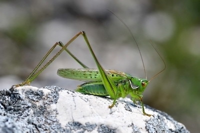 Heideschrecke (Gampsocleis glabra)