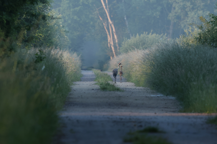 Ein Kranich mit Jungvogel auf dem Stühweg. Im Schweimker Moor finden die Kraniche noch geeignete Brutbiotope und Grünlandflächen zur Nahrungssuche und zum Führen der Jungen (Bild: Klaus-Peter Micheli).