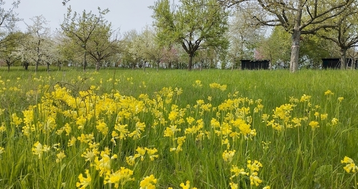 Mageres mesophiles Grünland kalkreicher Standorte mit Echter Schlüsselblume im Landkreis Göttingen
