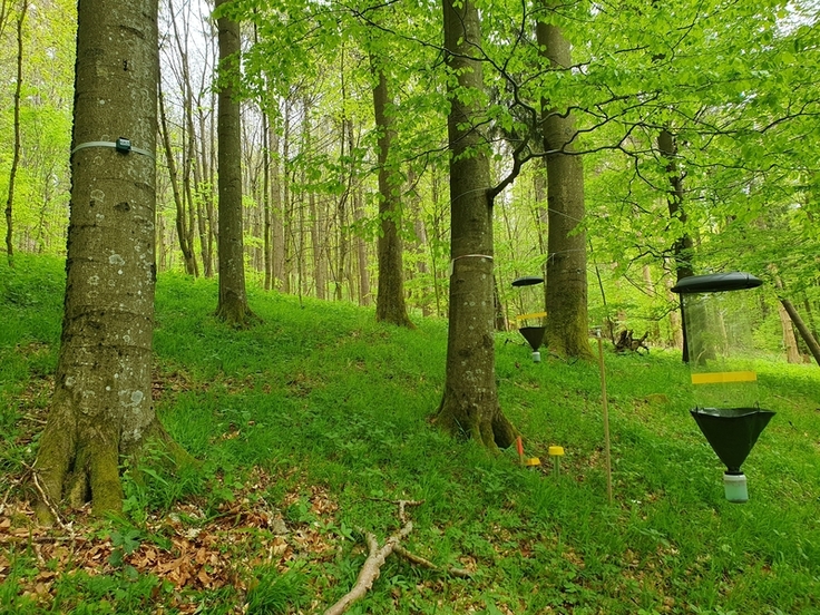 An den Stichprobenpunkten des Biodiversitäts-Monitorings werden verschiedene Insektenfallen und Geräte zur automatischen Aufzeichnung des Mikroklimas sowie der Vogelstimmen und Fledermausrufe installiert. (Bildrechte: David Singer)