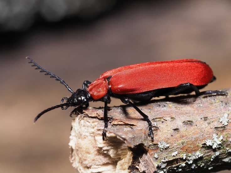 Der Scharlachrote Feuerkäfer (Pyrochroa coccinea) ist auf Totholz im Wald angewiesen, da sich die räuberischen Larven unter loser Rinde von anderen Insekten wie beispielsweise Borkenkäferlarven ernähren. (Bildrechte: Jakob Fahr)