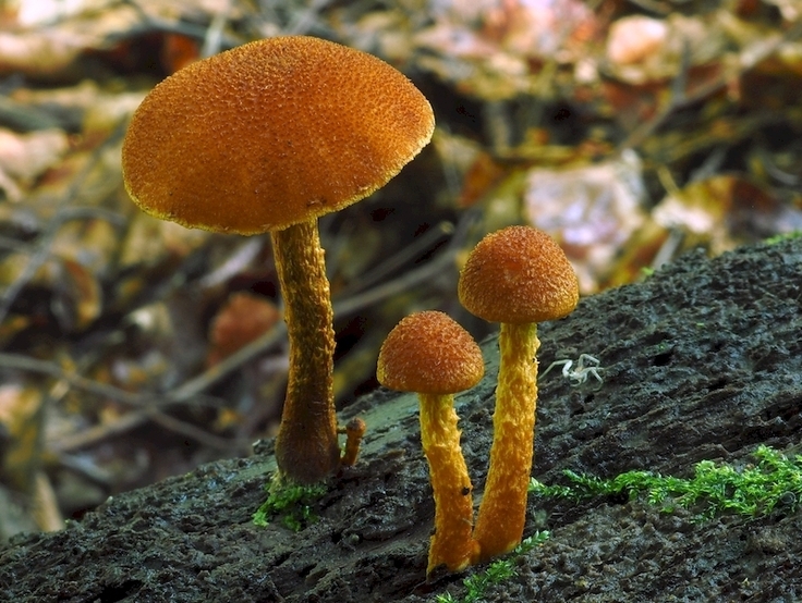 Der Orangegelber Flockenschnitzling (Flammulaster limulatus) lebt auf morschem Totholz von Laubbäumen und zeigt eine hohe Naturnähe eines Waldes an.