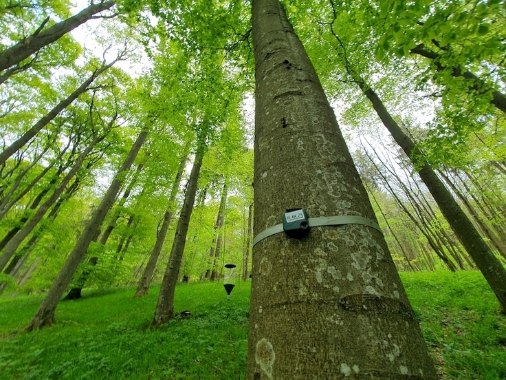 Mittels automatischer Audio-Aufnahmegeräte werden im Biodiversitäts-Monitoring Fledermausrufe und Vogelgesänge erfasst, um anschließend mittels Künstlicher Intelligenz ausgewertet zu werden.
