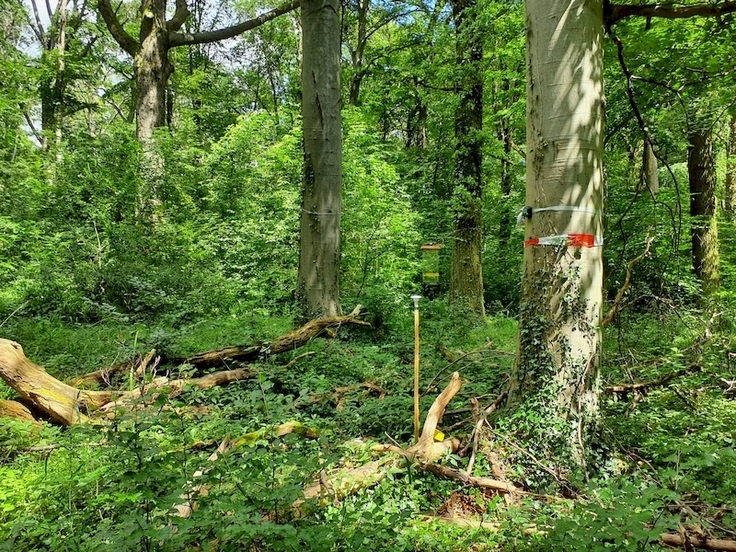 Die ausgewiesenen 'Wälder mit natürlicher Entwicklung' zeichnen sich bereits im heutigen Zustand durch besonders alte Laubbäume und erhöhte Totholzmengen aus (NSG Rieseberg, Landkreis Helmstedt).v