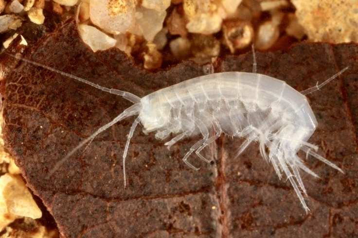 Beispiel für Grundwasser-Fauna: Höhlenflohkrebs