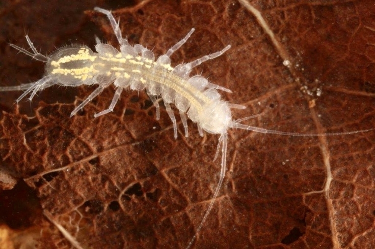 Beispiel für Grundwasser-Fauna: Höhlenwasserassel