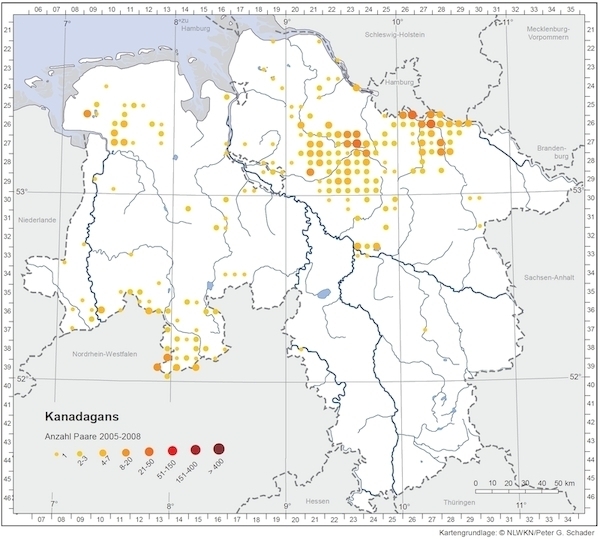 Kanadagans, Brutbestand 2005-2008
