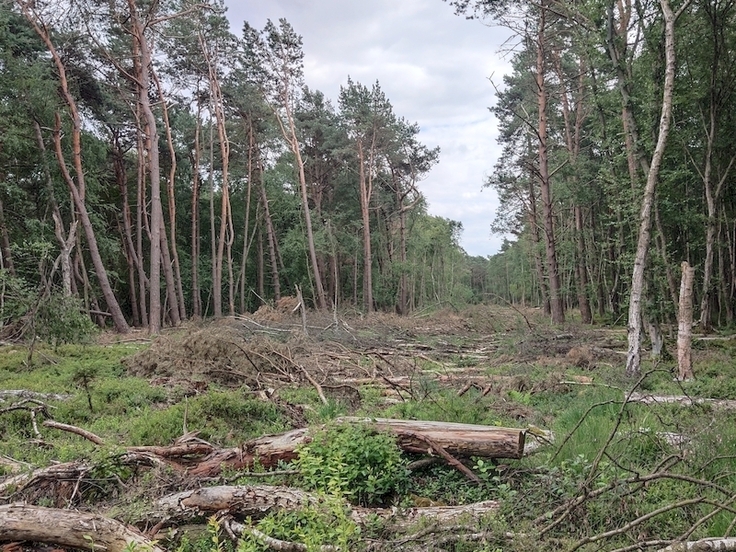 Bevorstehender Dammbau im Helstorfer Moor: Nach Entfernung des Holzes werden Verwallungen aus Torfboden aufgebaut, die das Regenwasser im Moor zurückhalten