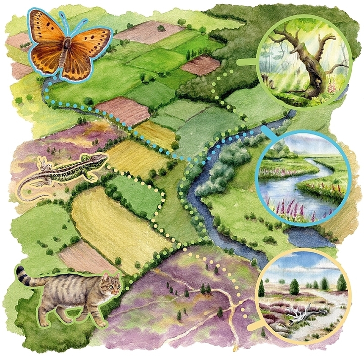 Biotopverbund: Ein Netz von miteinander in Verbindung stehenden Biotopflächen in der Landschaft