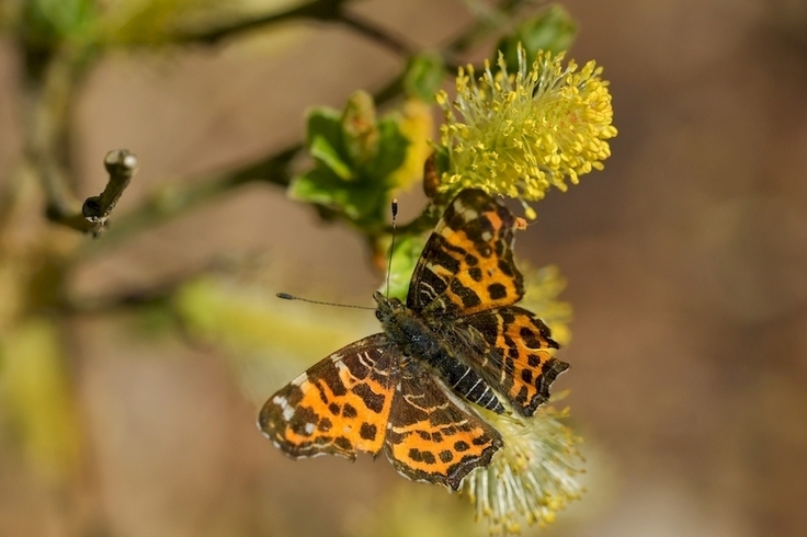 Schmetterling