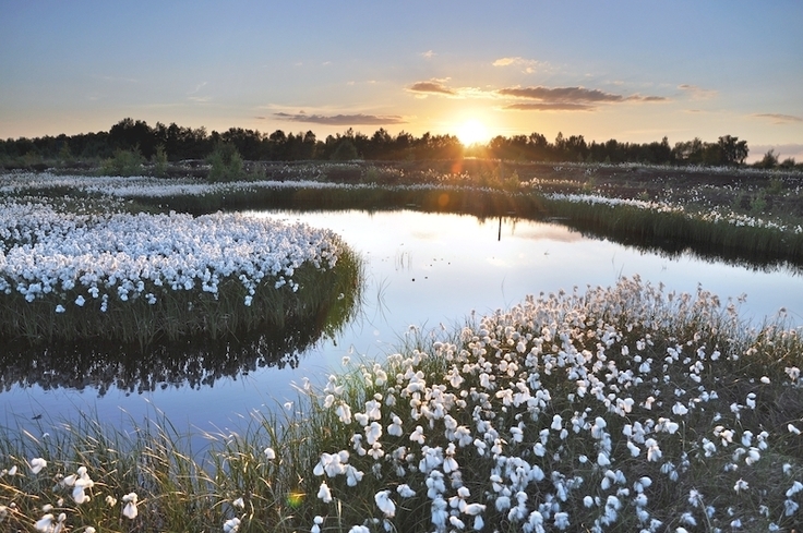Hochmoor